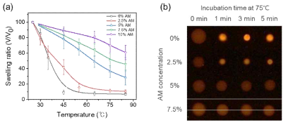 열감응성 하이드로젤 합성 및 형광신호 증폭 조건 탐색. (a) NIPAM/AM 농도에 의한 수축률 비교, (b) LCST 이상에서 수축 크기 변화에 의한 형광신호 비교