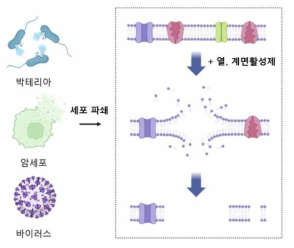 열과 계면활성제에 의한 세포파쇄 개략도