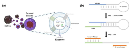 miR-21 증폭을 위한 (a) 비소세포 폐암 유래 엑소좀의 구조와 (b) Stem-loop 역전사 기반 RT-qPCR 방법