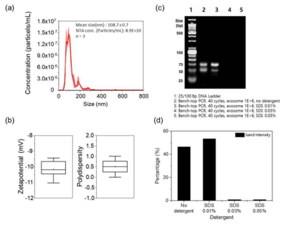 엑소좀의 특성 분석과 세포파쇄 후 증폭 결과. (a) NTA 분석 결과 및 (b) 엑소좀 표면전하와 다분산성 수치 측정 결과 (c) SDS를 이용한 엑소좀의 세포파쇄 후 유전자 증폭 결과와 (d) 전기영동 밴드 강도 비교 그래프. 0.01% SDS를 사용하여 세포파쇄를 진행하였을 경우에 가장 좋은 증폭 효율을 보여줌