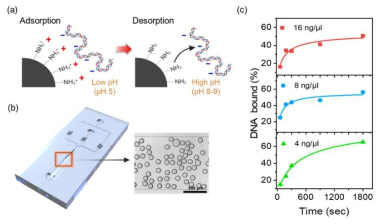 키토산 하이드로젤 합성 및 DNA 흡착 효율 분석. (a) pH 변화에 따른 키토산 하이드로젤의 전하 변화, (b) 미세유체칩의 모습과 키토산 하이드로젤의 제조 (c) 키토산 하이드로젤의 DNA의 흡착능 비교 (4, 8 및 16 ng/μl, 9,000개 키토산 하이드로젤 사용)