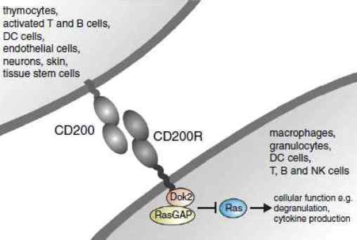 CD200-CD200R 면역관문 (5)