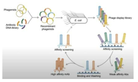 Phage display를 이용한 바이오패닝 과정