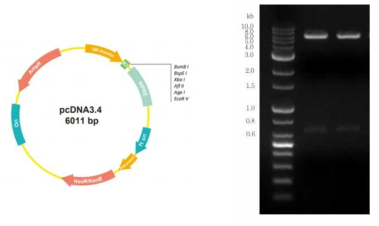pcDNA3.4 벡터 지도 및 전기영동 결과