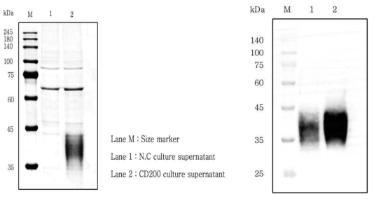 SDS-PAGE(좌) 및 western blot(우) 결과