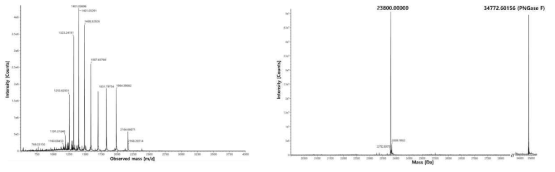 SDS-PAGE(좌) 및 western blot(우) 결과