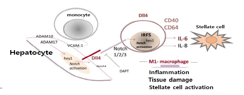 Hepatic microenvironment에 의한 Notch 활성화 및 지방간염 진행