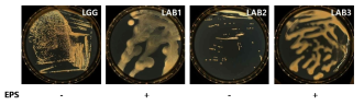 김치 유래 유산균에서 EPS 생성 여부 확인