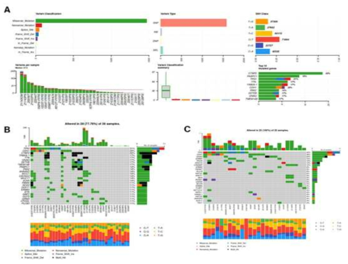 위암 원발 및 전이 샘플의 mutational landscape 분석. A. 코호트 변이 특.성B. 코호트에서 가장 많이 돌연변이된 유전자. C. 이전 위암 연구(Bailey 등, Cell, 2018)에서 보고된 유전자의 돌연변이. 관찰된 대부분의 변이는 missense 돌연변이였다. 코호트에서 가장 많이 돌연변이된 유전자는 TP53 임