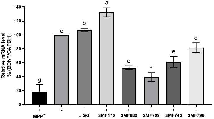 Effect of LAB-CM on gene expression of BDNF in MPP+-stimulated SH-SY5Y cells