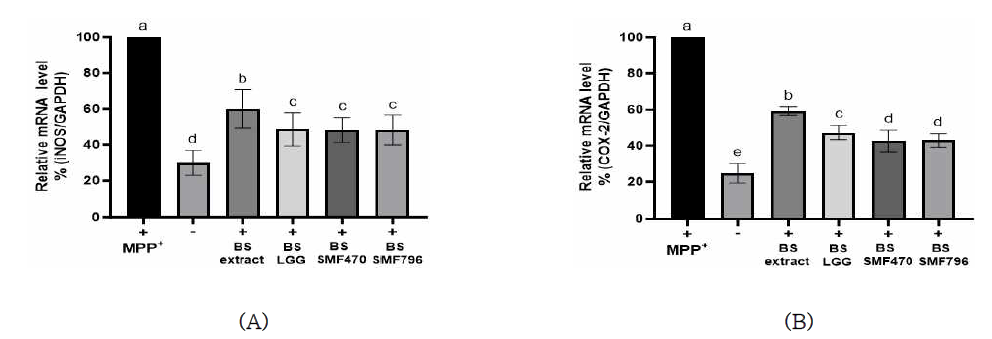 Effect of heat-treated fermented BS-CM on gene expression of iNOS (A) and COX-2 (B) in MPP+-stimulated SH-SY5Y cells
