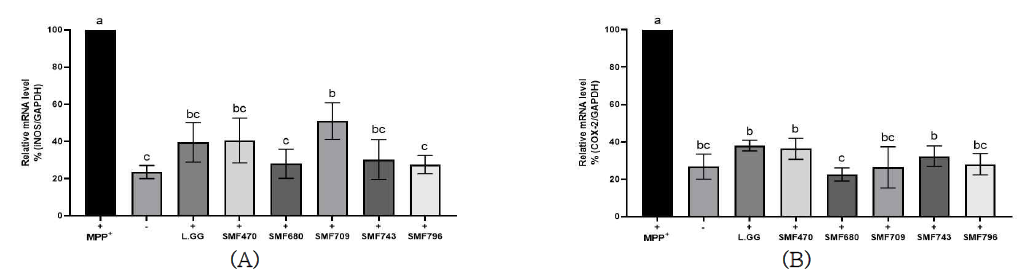 Effect of LAB-CM on gene expression of iNOS (A) and COX-2 (B) in MPP+-stimulated SH-SY5Y cells