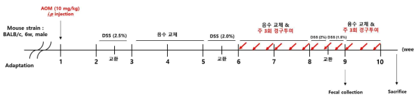 Colitis-Associated Cancer (CAC) 동물 실험 일정표