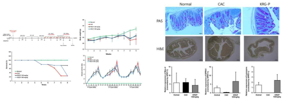 CAC 마우스 생존율, 체중, 질병지수 평가 (왼쪽) 및 대장 조직 염색