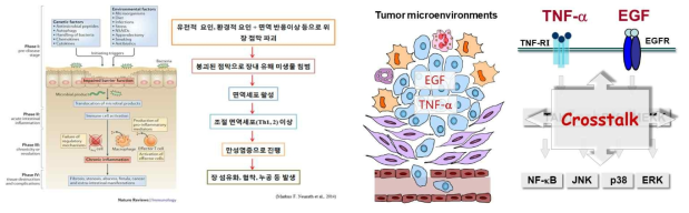 염증성 대장염의 병태 (왼쪽) 및 암 미세환경에서 염증 신호전달계 (오른쪽)