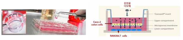 염증세포(RAW264.7)와 대장암세포(HCT116)의 공배양 시스템