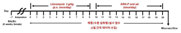 장내환경 개선 효능평가 동물 실험 일정표