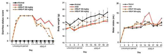KRG-P 경구투여에 의한 항생제 연관 설사 (AAD) 개선 억제