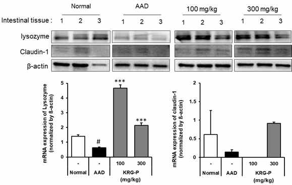 KRG-P에 투여에 장관벽 단백질/유전자 발현 변화