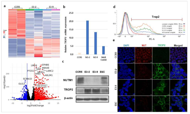 NUTM1 유전자 교정을 위해 eVLP 처리 후 증가된 TROP2, a) Heatmap과 Volcano plot으로 살펴본 DEG 분석 결과, b) TROP2 mRNA, c) 단백질 발현 증가, d) 유세포 분석, e) NUT과 TROP2의 공초점 형광 이미지