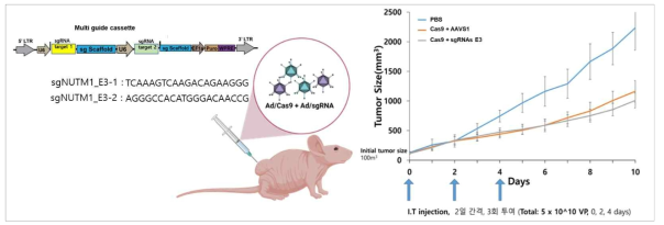 AdCas9과 AdsgRNA(NUTM1)를 generation 한 후 1:1로 혼합하여 종양 억제 효과를 확인