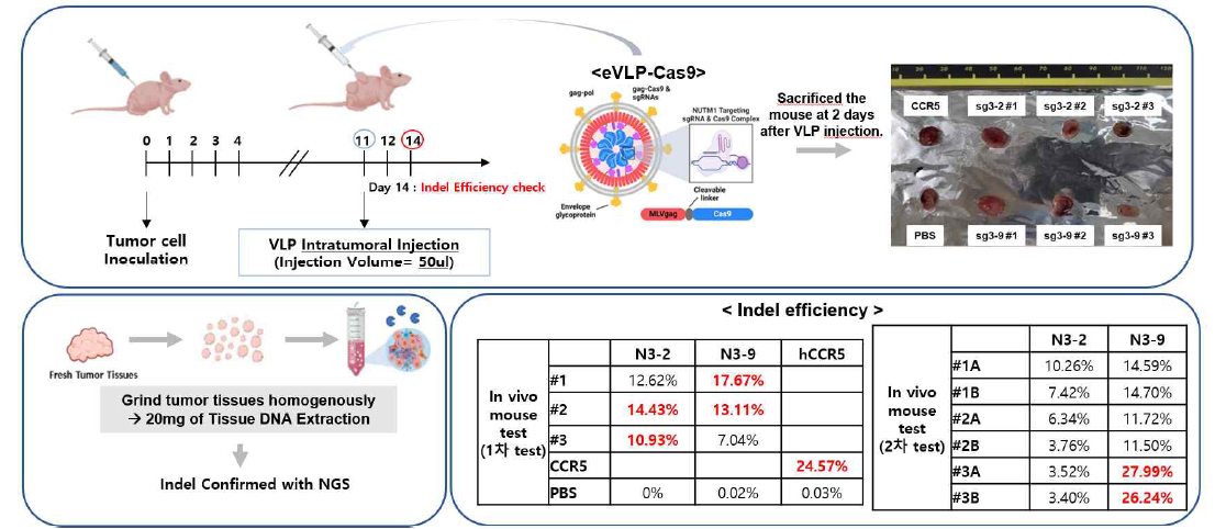 eVLP-Cas9을 이용한 in vivo editing 실험 scheme과 실험을 통해 확인된 Indel efficiency