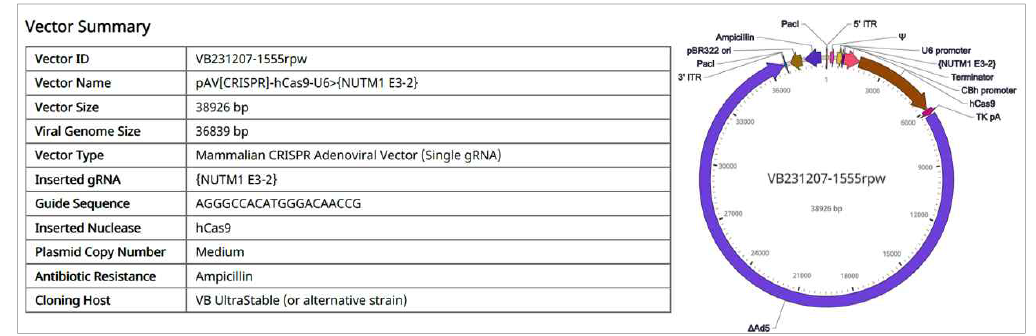 in vitro에서 가장 효과가 좋은 sgRNA E3-2로 Adenovirus 확보