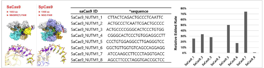 saCas9과 spCas9의 차이점과 saCas9의 sgRNA 시퀀스 서열과 세포내 도입 시 editing 효율