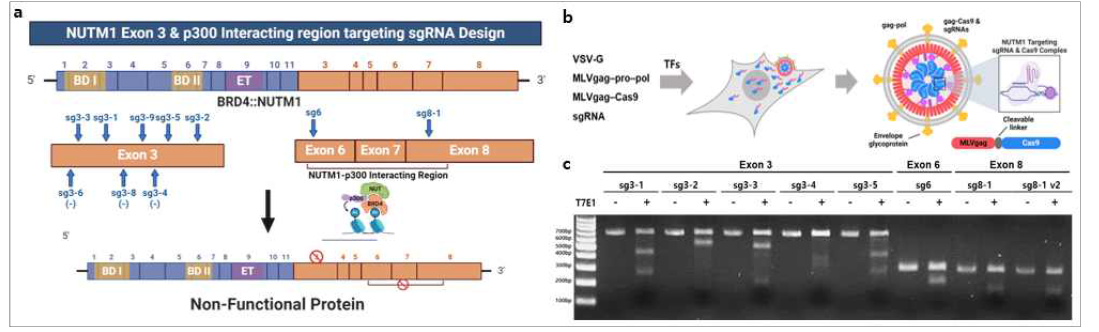 세포주 실험을 통한 sgRNA 스크리닝. a) sgRNA 디자인 b) eVLP-Cas9 모식도 c) T7E1 Assay