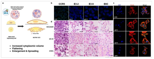 NUTM1 editing에 의한 NUT 암종 세포의 기능 변화. a) CRISPR/Cas9 treatment에 의한 종양 세포 변화의 모식도, b, c) HCC2429세포주의 공초점 형광 이미지. Speckled pattern이 사라지며, Stress fiber(F-Actin) 발현이 증가함 d) NUT 세포주 H&E 염색 이미지