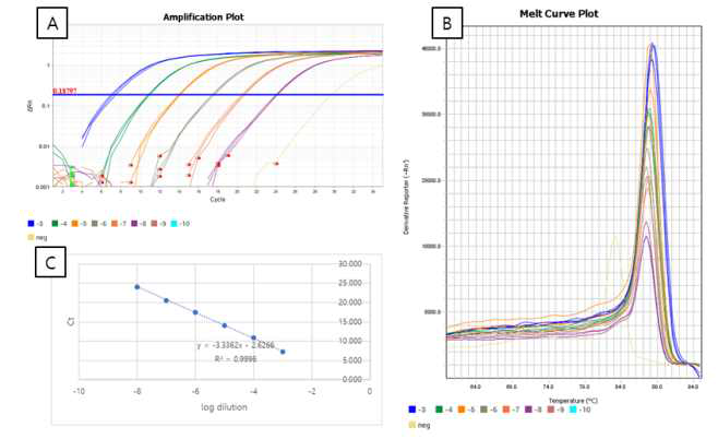 (A) 역전사 실시간 중합효소연쇄반응을 이용한 증폭실험 결과와 (B) melt curve, (C) 검량선 분석결과. 증폭 효율의 계산법은 다음과 같다. Efficiency = 10(-1/slope)-1