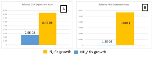 DMSS-1의 DSR과 APR 유전발현량 분석 결과. 아황산염 환원효소(A)와 APS 환원효소(B) 모두 질소고정 조건에서 발현량이 크게 증가함을 확인할 수 있다. APS 환원효소의 발현량 변화가 아황산염 환원효소 보다 두드러지며, 이는 해당 효소반응의 가영석이 더커 요구되는 호흡속도 유지에 더 많은 효소가 필요하기 때문으로 해석된다
