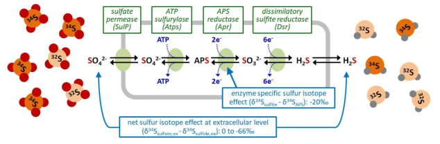 황산염 환원미생물에 의한 황 동위원소 분별작용. 황산염 환원경로는 황산이온의 세포 내 전달(SulP)과 활성화(Atps), 환원과정(Apr과 Dsr)을 매개하는 효소로 구성되며, 이론적 모델은 각 효소의 세포 내 농도와 동위원소 분별작용, 이들 반응의 가역성(정반응과 역반응의 비)이 세포 수준의 동위원소 분별작용과 대사속도를 결정하는 것으로 제안한다. 개별 효소 반응의 가역성은 반응에 참여하는 ATP나 전자전달물질의 세포 내 농도에 영향을 받는다