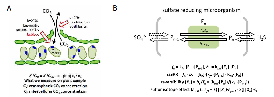 광합성 식물의 이산화탄소 고정(A)과 미생물의 황산염 환원과정(B)에 수반되는 동위원소 분별작용 모델의 비교. 복수의 가역반응으로 구성된 황산염 환원과정에서 각 단계의 정반응(fn)과 역반응(bn) 속도는 효소의 농도(En)와 반응기질의 농도(Pn), 반응상수(kn)에 의해서 결정되며, 세포 내 평형상태가 유지될 때 세포 당 호흡속도(csSRR)는 정반응과 역반응 속도의 차이와 같다. 동위원소 분별작용은 각 반응 단계에서 정반응과 역반응 속도의 비, 즉 가역성(reversibility)의 함수로 결정되는데, 이때 효소 농도가 정반응과 역반응에 미치는 효과는 상쇄될 수 있다