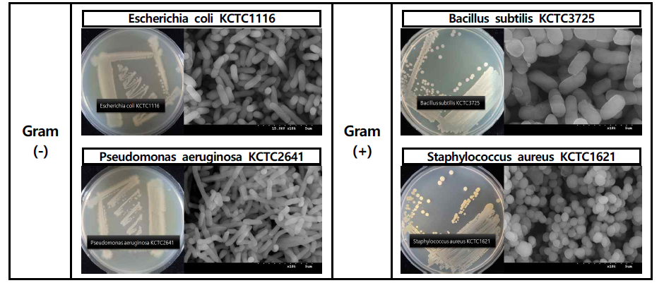 FS-SEM images of 4 types Microorganisms used in this Experiment