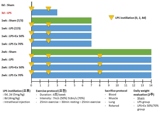 ICU-AW 동물 모델의 운동 프로그램 및 실험 모식도
