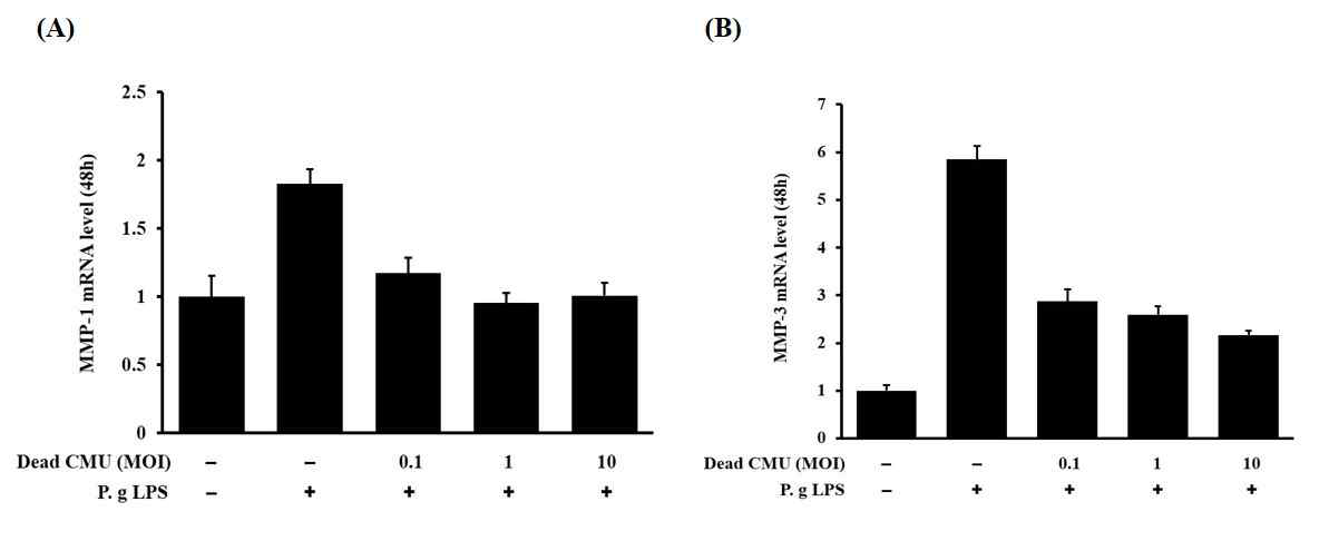 P. gingivalis-LPS로 자극된 염증성 사람치은섬유모세포에 W. cibaria CMU를 처리 후, MMP-1 및 MMP-3 발현에 미치는 영향 확인.MMP-1 및 MMP-3의 생성이 농도 의존적으로 억제되었음