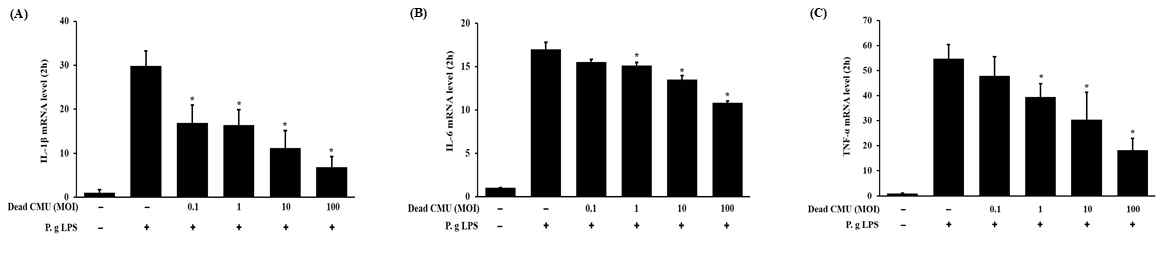P. gingivalis-LPS로 자극된 염증성 사람치은섬유모세포에 W. cibaria CMU를 처리 후, 염증성 사이토카인 발현에 미치는 영향 확인. IL-1β, IL-6 및TNF-α의 생성이 농도 의존적으로 억제되었음