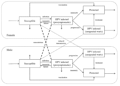 HPV 전파 역학의 흐름도