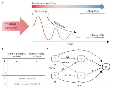 코로나19 토착화 과정(A)과 면역과 중증도 수준을 고려한 코로나19 모델(B, C)