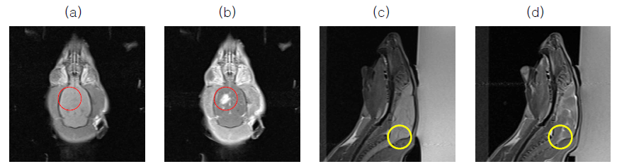 Contrast-enhanced T1 MR 영상 샘플 (a,b)는 coronal, (c,d)는 sagital 영상. (a)와 (c) 는 FUS+MB의 BCB 개방치료 전 (b)와 (d)는 치료 직후 영상. LV를 표적으로한 FUS+MB 치료가 효과적으로 이뤄져으며 (빨간색 원형부분), 그에 따라 MR조영제가 cisterna magna 로 전달되어 조영효과가 나타남(노란색 원형부분)을 확인함