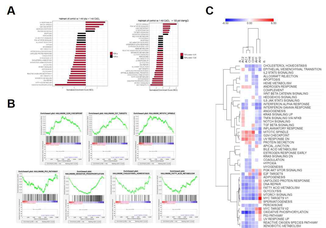 Pomc의 후성유전학적 변이가 유도된 독성금속 복합노출 조건에서 GT1-7 세포주의 RNA sequencing 분석 결과. (A) oAs + CdCl2, CdCl2 + MeHgCl 각각의 복합노출 조건에서 비 노출 시료 대비 전사체의 변화를 나타낸 gene set enrichment analysis(GSEA) plot. (B) GO 분석 결과 대표적인 Up-regulated와 Down-regulated pathways. (C) GSEA Hallmark 분석 결과 FDR < 0.05인 altered pathways를 나타낸 Heat map. 고찰: 독성금속 복합노출에 의해 가장 유의미하게 비활성화된 신호전달 경로는 MTORC1 Signaling과 Oxidative Phosphorylation, Fatty Acid Metabolism 등이며, 이는 시상하부 신경세포 내 에너지 대사의 이상을 일으킬 가능성이 높음