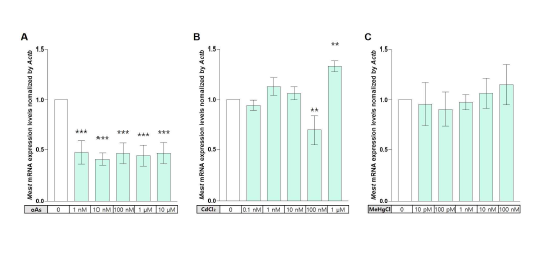3T3-L1 세포주에서 3종 독성금속 단독노출 시 지방세포의 size marker인 각인 유전자 Mest의 발현 변이 정량분석 결과. 고찰: (A) oAs 노출 시 전반적인 Mest mRNA의 발현 감소, (B) CdCl2 노출 시 특정 농도에서는 발현 감소, 최고농도에서는 발현 증가. (C) MeHgCl 노출시에는 유의미한 발현 변화가 관찰되지 않았음