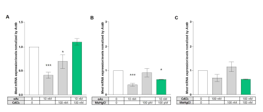 3T3-L1 세포주에서 3종 독성금속 복합노출 시 각인 유전자 Mest의 발현 변이 정량분석 결과. (A) oAs + CdCl2,(B) oAs + MeHgCl,(C) CdCl2 + MeHgCl. 고찰: Mest의 경우 oAs + MeHgCl 복합노출 조건에서 유의미한 감소가 관찰되었으나, 또 다른 지방 형성 마커 유전자 중 하나인 Leptin(Lep)의 발현 변화가 상기 모든 종류의 복합노출 시 나타났으므로 이 두 유전자의 발현 변이 여부를 함께 고려해서 후성유전독성 연구를 진행하였음