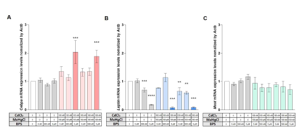 3T3-L1 세포주에서 2종의 독성금속 CdCl2 + MeHgCl 조합과 더불어 각각 BPS를 포함한 삼중노출 시 (A) Cebpa, (B) Leptin, (C) Mest의 발현 변이 정량분석 결과. 고찰: 삼중노출에 의해 Cebpa는 발현 증가, 반대로 Lep은 silencing 수준의 현저한 발현 억제가 관찰되었음. 즉 독성금속 + EDCs의 혼합노출 모델에서는 상기 두 지방형성 마커 유전자의 후성유전학적 연구가 중요할 것으로 예상됨