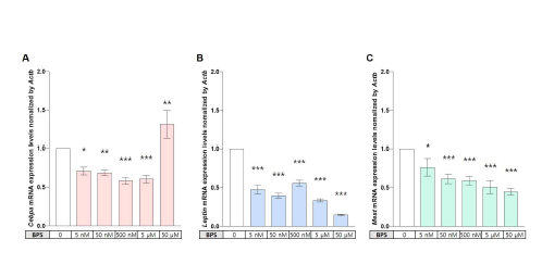 3T3-L1 세포주에서 obesognic EDC인 bisphenol S(BPS) 단독노출 시 (A) Cebpa, (B) Leptin, (C) Mest의 발현 변이 정량분석 결과. 고찰: 대표적인 지방형성 마커 유전자들 중 전사 인자 Cebpa와 adipokine 중 Leptin. 그리고 각인 유전자 Mest 모두 BPS 노출에 의해 유의미한 전사 억제가 관찰되었음