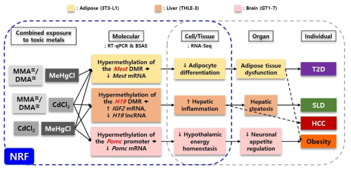 3종 독성금속 복합노출 이후 각각의 표적 장기에서 유도된 adverse outcome pathway(AOP) 형태로 요약한 연구개발결과 종합 모식도. 지방조직, 간, 시상하부 유래 세포주에서 각각의 각인 유전자와 특정 마커 유전자들의 분자 수준의 후성유전학적 변이는 세포/조직 수준에서 전사체의 패턴 이상을 유발할 수 있으며, 결국 기관과 개체 수준에서 특정 건강영향에 대한 susceptibility/predisposition에 기여할 가능성이 있음(HCC, hepatocellular carcinoma; SLD, steatotic liver disease; T2D, type 2 diabetes)