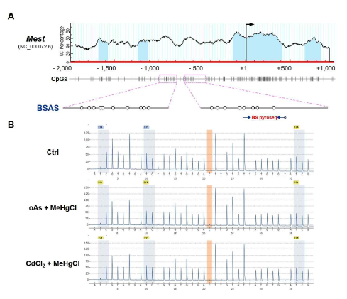 Mest와 Lep의 발현 변이가 유도된 독성금속 복합노출 조건에서 3T3-L1 세포주의 DNA methylation 정량분석. (A) Mest 유전자의 차등메틸화부위(DMR) 내 CpG loci가 표시된 CpG island plot 모식도. (B) 비노출 Ctrl, oAs + MeHgCl과 CdCl2 + MeHgCl 복합노출 후 gDNA 시료를 이용한 bisulfite pyrosequecing 분석 결과 얻어진 대표적인 pyrograms. 고찰: 독성금속 복합노출에 의해 ~10% 이상 DNA 메틸화 레벨이 증가하는 Mest DMR 내 위치 특이적 CpG units를 확인하였으며, 현재 BSAS 분석과 동시에 반복실험을 통해 후성유전독성 바이오마커 후보로 검증 중임