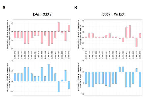 H19/IGF2 전사 레벨과 ICR 내 CpG 메틸화 레벨 간의 상관관계(Pairwise correlation by Spearman’s test) 분석 결과. (A) oAs + CdCl2 복합 노출 조건, (B) CdCl2 + MeHgCl 복합노출 조건에서 H19/IGF2 전사 레벨과 CpG 메틸화 레벨 사이의 상관관계. 고찰: 두 종류의 복합노출 조건 모두에서 ICR 부위의 CpG 메틸화는 통계적으로 유의미한 상관관계를 나타내지 않음