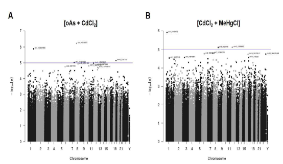 H19/IGF2 도메인의 후성유전학적 변이가 유도된 독성금속 복합노출 조건에서 THLE-3 세포주의 Methyl-capture Sequencing 결과를 분석한 Manhattan plots. (A) oAs + CdCl2 복합노출 (B) CdCl2 + MeHgCl 복합노출. 고찰: 전사체 분석 결과 유의미한 변이가 관찰된 독성 금속 복합노출 조건의 동일 시료에서 추출한 gDNA를 이용, 후성유전체 중 하나인 DNA methylome 분석을 수행, 비노출 Ctrl 시료 대비 DNA 메틸화 레벨이 유의미하게 변화된 각각 10개씩의 CpG 위치들을 annotation 하였음